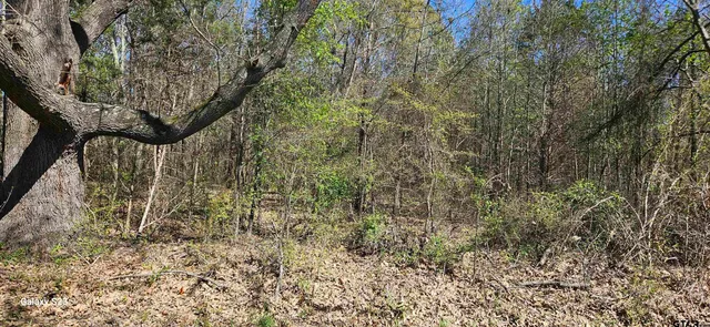 a view of yard with green space