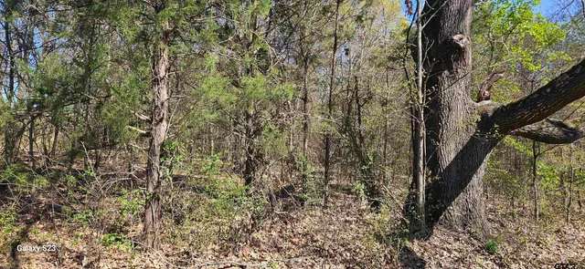 a view of a lush green forest