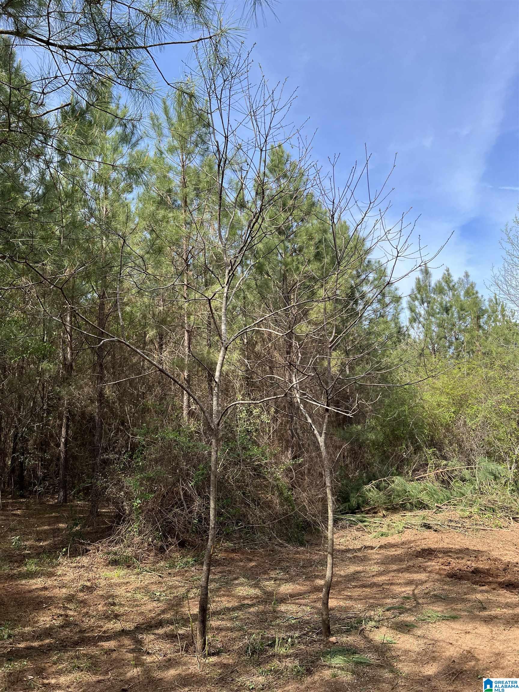 16.5-acres Walker Road, Unit 1 Cragford, AL 36255 - Photo 10 of 14