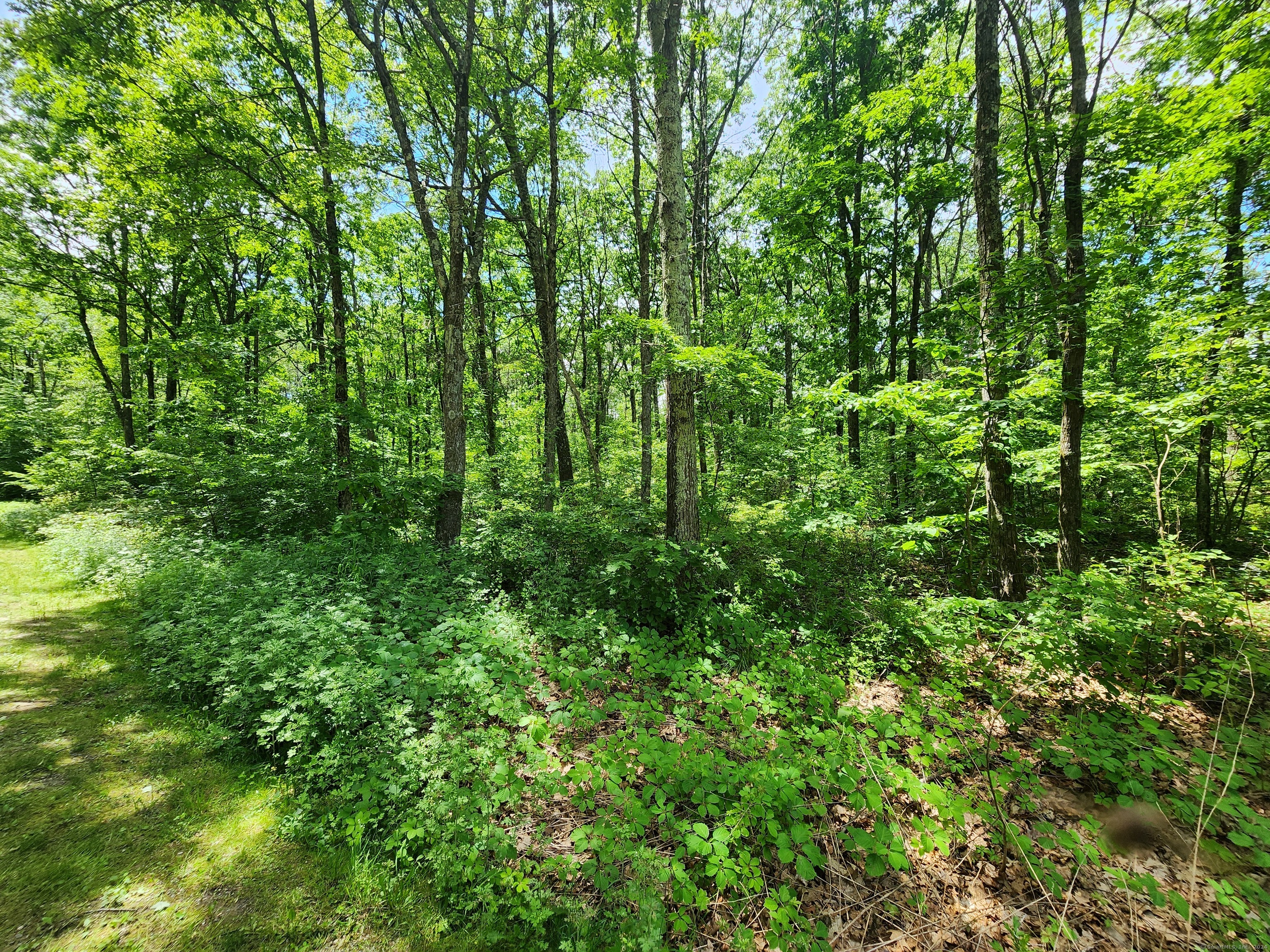 11 Old Paddock Lane Kent, CT 06785 - Photo 4 of 7 a view of a lush green forest
