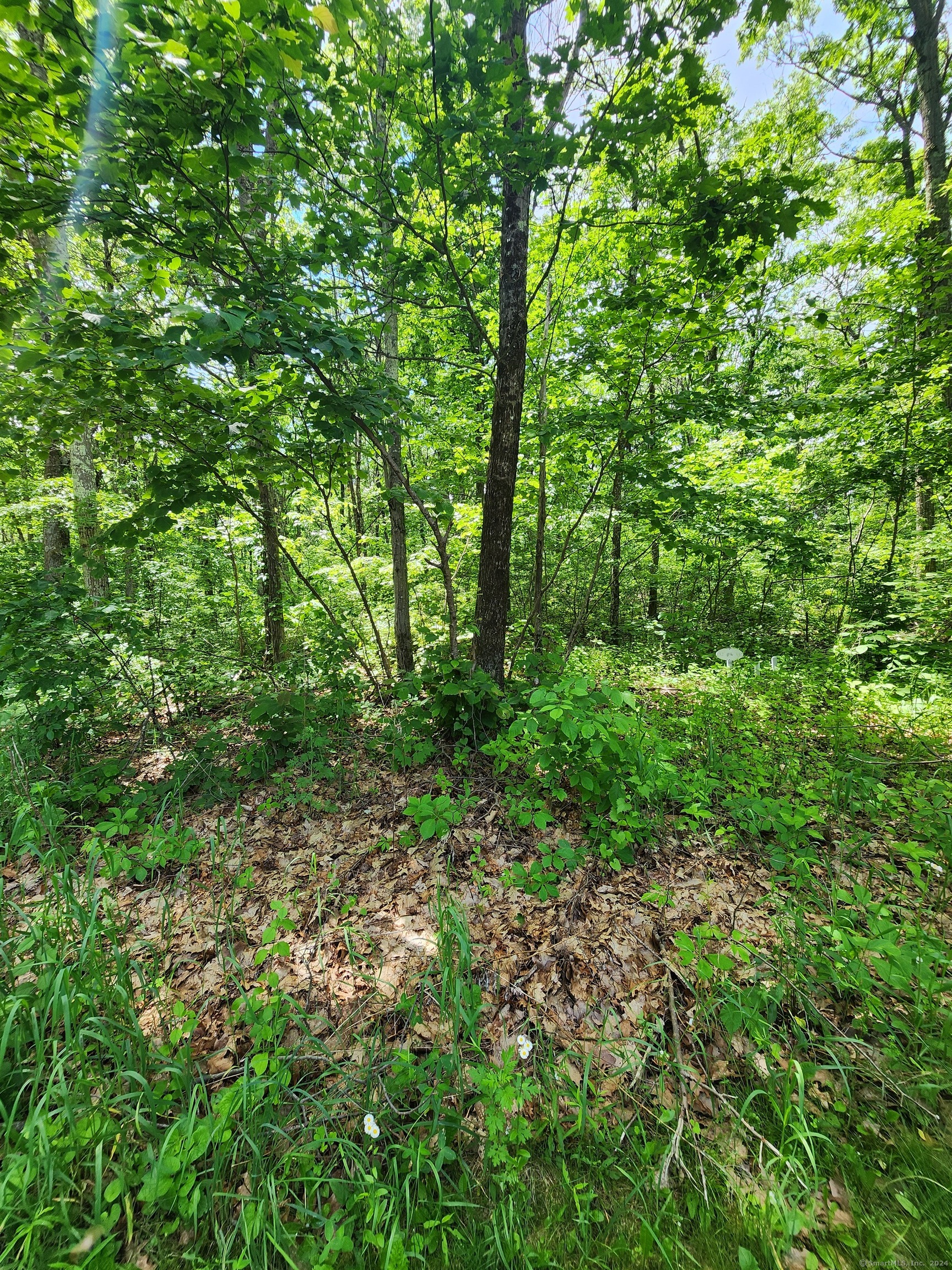 11 Old Paddock Lane Kent, CT 06785 - Photo 5 of 7 a view of a lush green forest
