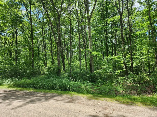 a view of a yard with plants and trees