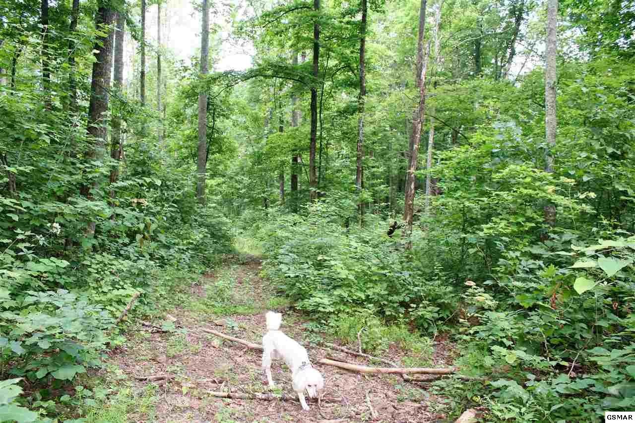 0 Collier Loop Dandridge, TN 37725 - Photo 17 of 35 Gallery Image 17