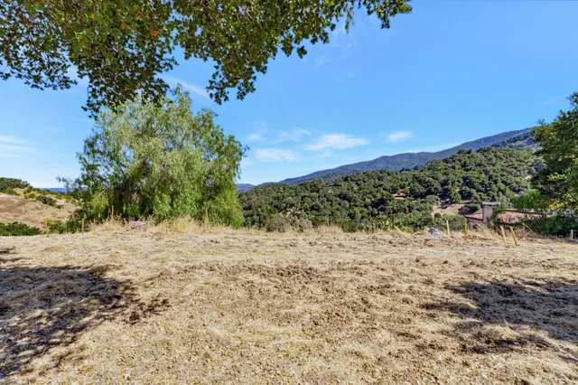 a view of a beach with a tree