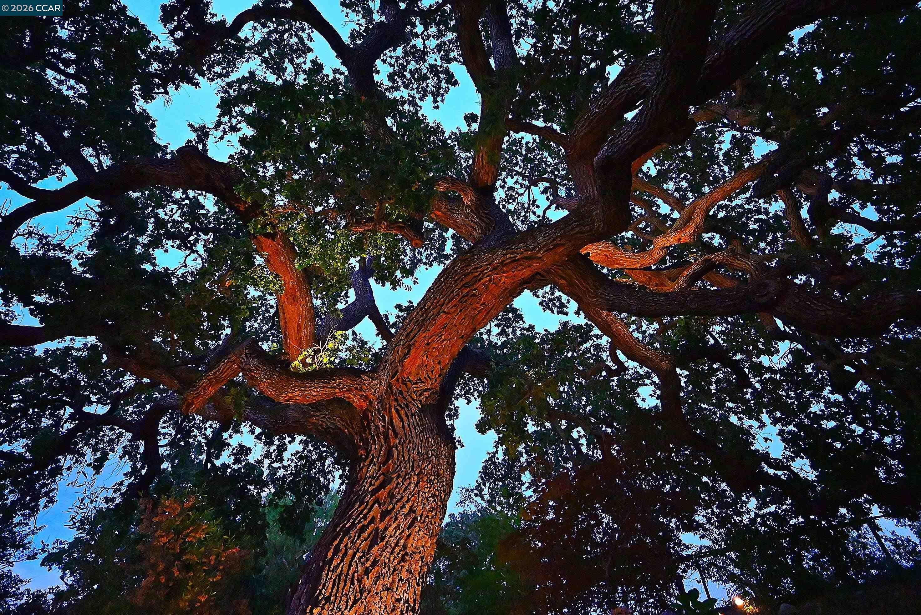 1239 Sunrise Ridge Drive Lafayette, CA 94549 - Photo 58 of 59 a picture of tree