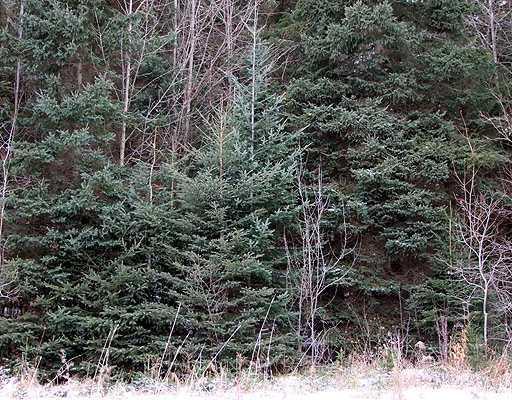Lot 1 Off West Ridge Road Houlton, ME 04730 - Photo 9 of 14 Land.