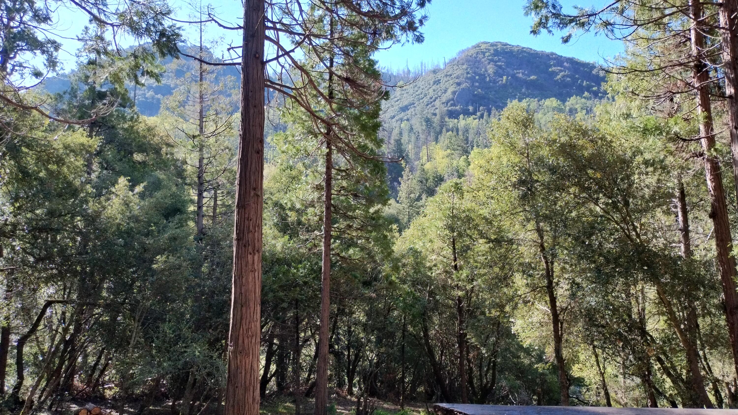 1693 Forest Rte 21S94 Camp Nelson, CA 93265 - Photo 62 of 86 54-View from back deck