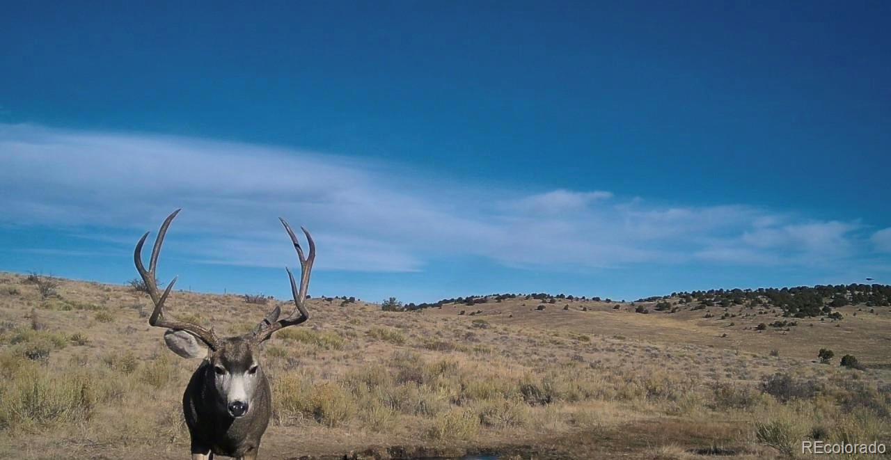 Airport Road Westcliffe, CO 81252 - Photo 3 of 19 a view of roof and tree