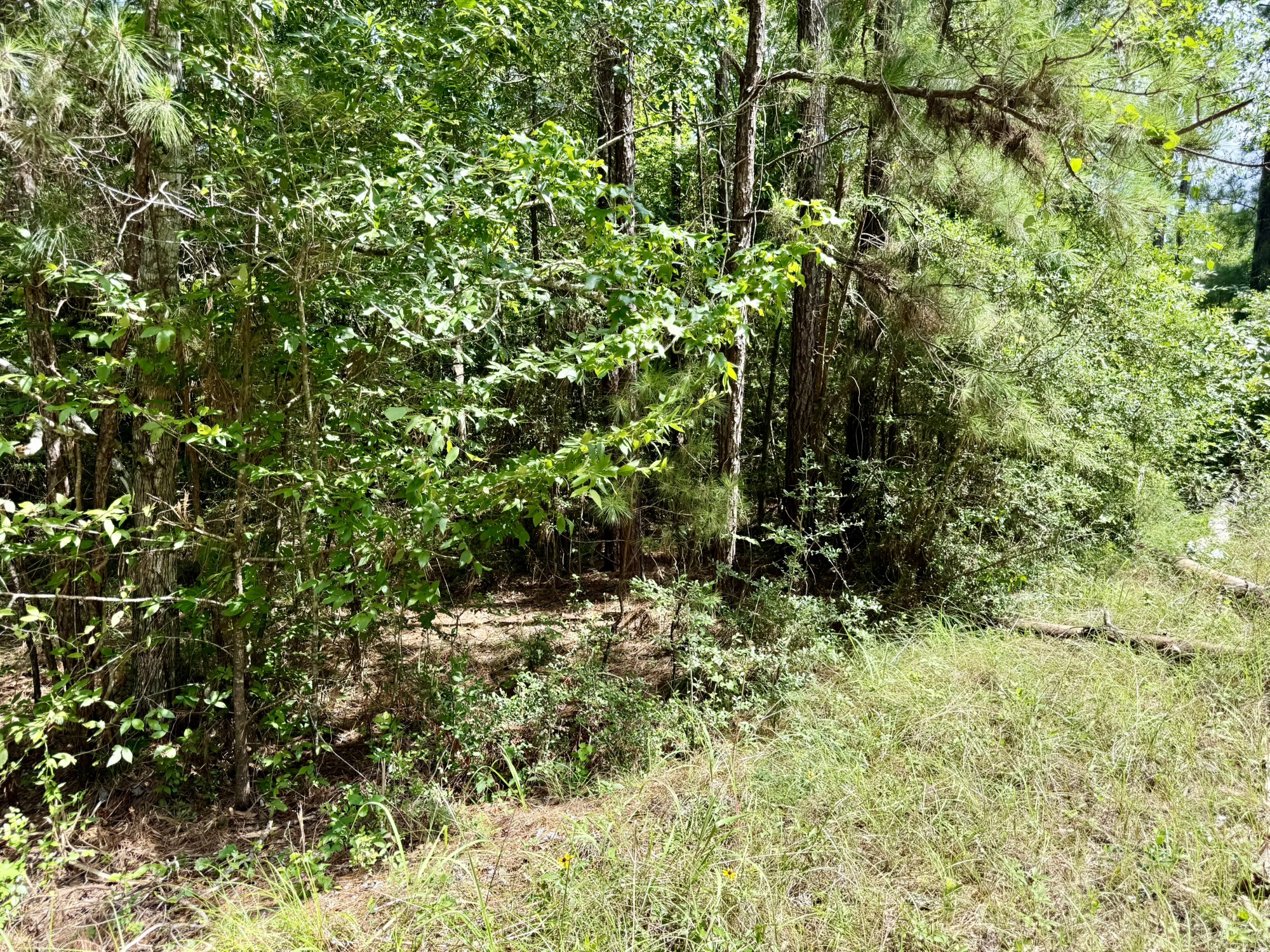 Tbd Tbd Spring Creek Drive Coldspring, TX 77331 - Photo 5 of 9