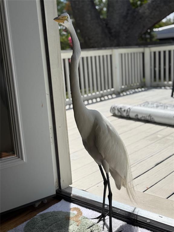 519 Norfolk Street Dunedin, FL 34698 - Photo 26 of 32