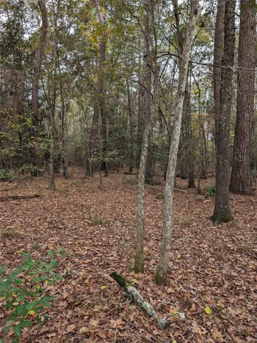 a view of a forest with trees in the background