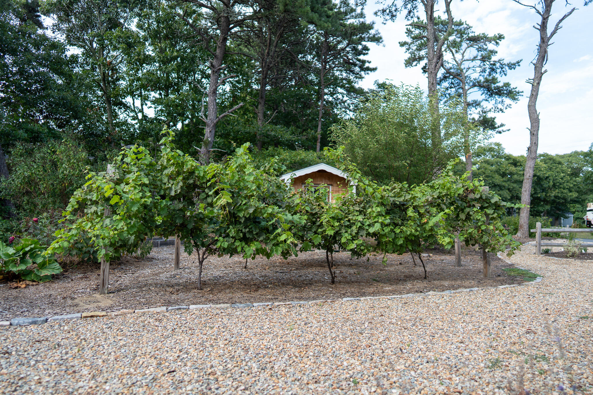 85 Jennie Clark Road Eastham, MA 02642 - Photo 63 of 80 Wine Grapes
