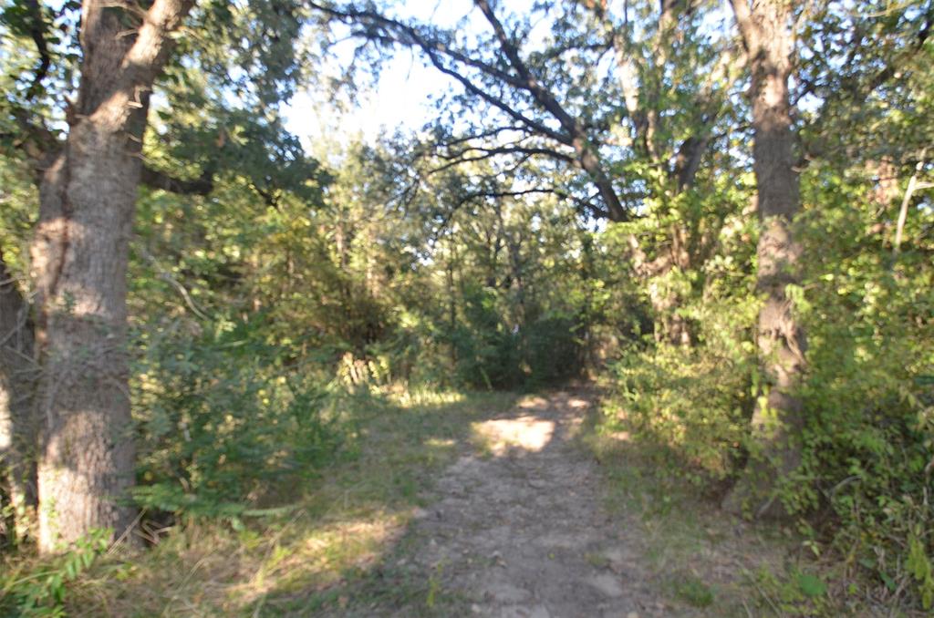 1125 Lake Road Gordonville, TX 76245 - Photo 17 of 17 a view of tree