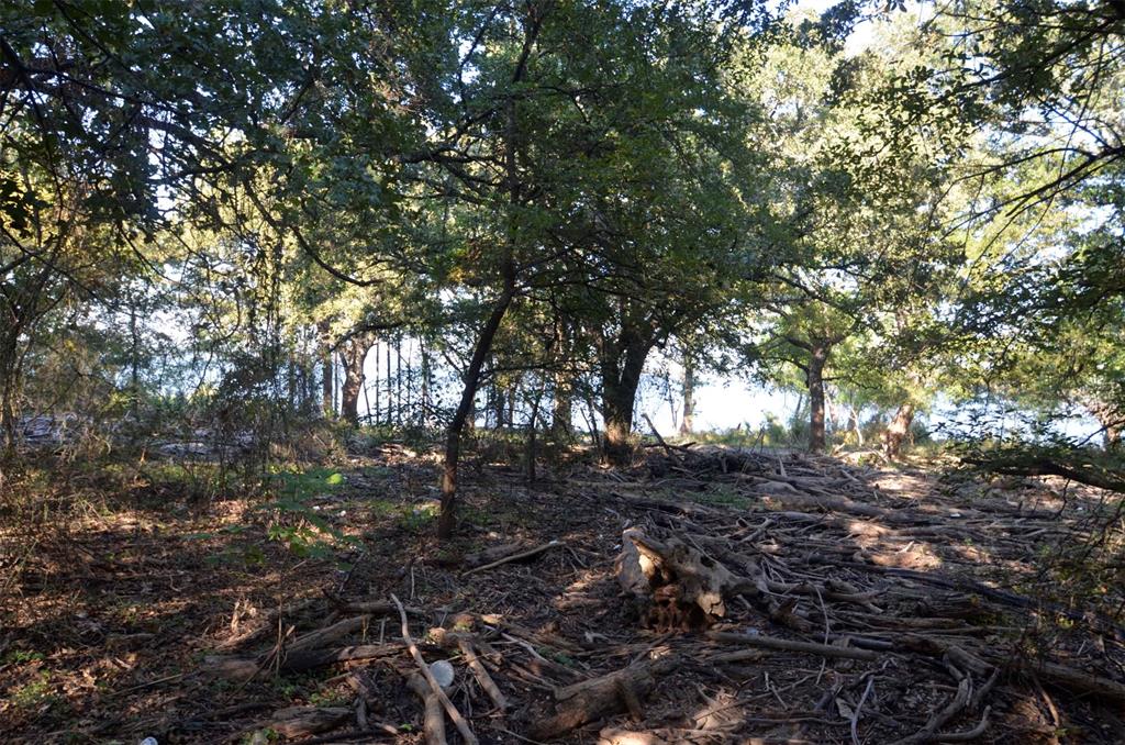 1125 Lake Road Gordonville, TX 76245 - Photo 5 of 17 a view of tree