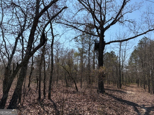 461 Currington Road Mauk, GA 31058 - Photo 21 of 30 a view of a forest filled with trees
