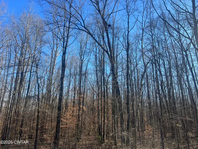 a view of lots of trees