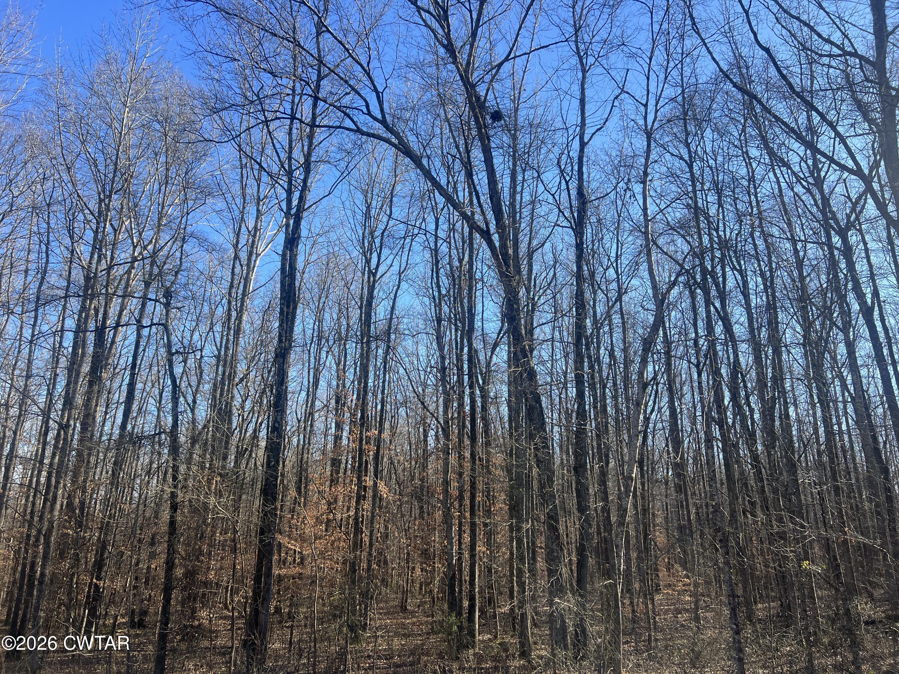 0 Excalibur Trail Cedar Grove, TN 38321 - Photo 3 of 17 a view of lots of trees