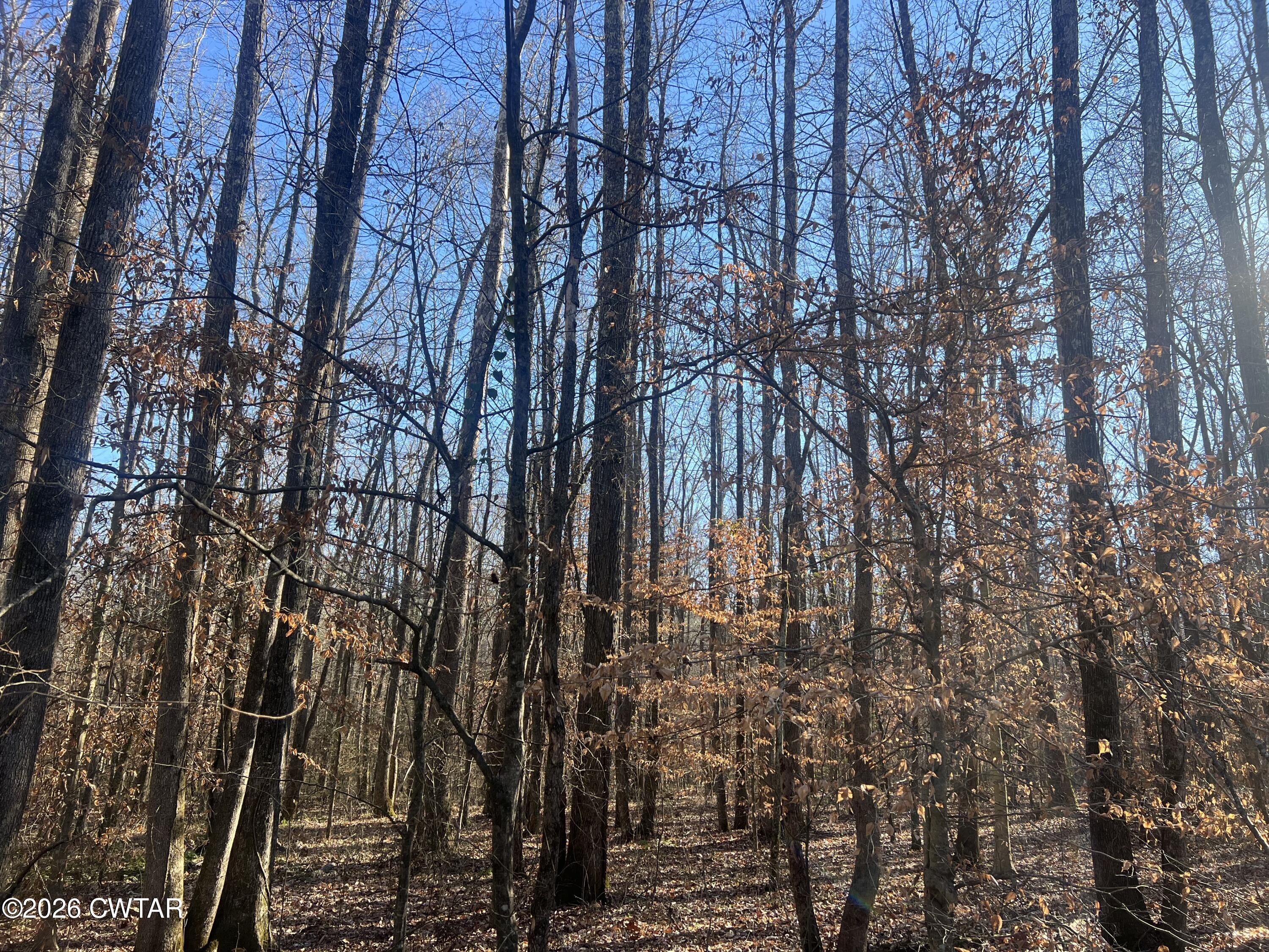 0 Excalibur Trail Cedar Grove, TN 38321 - Photo 5 of 17 a view of a yard