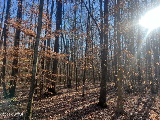 a view of a forest with trees
