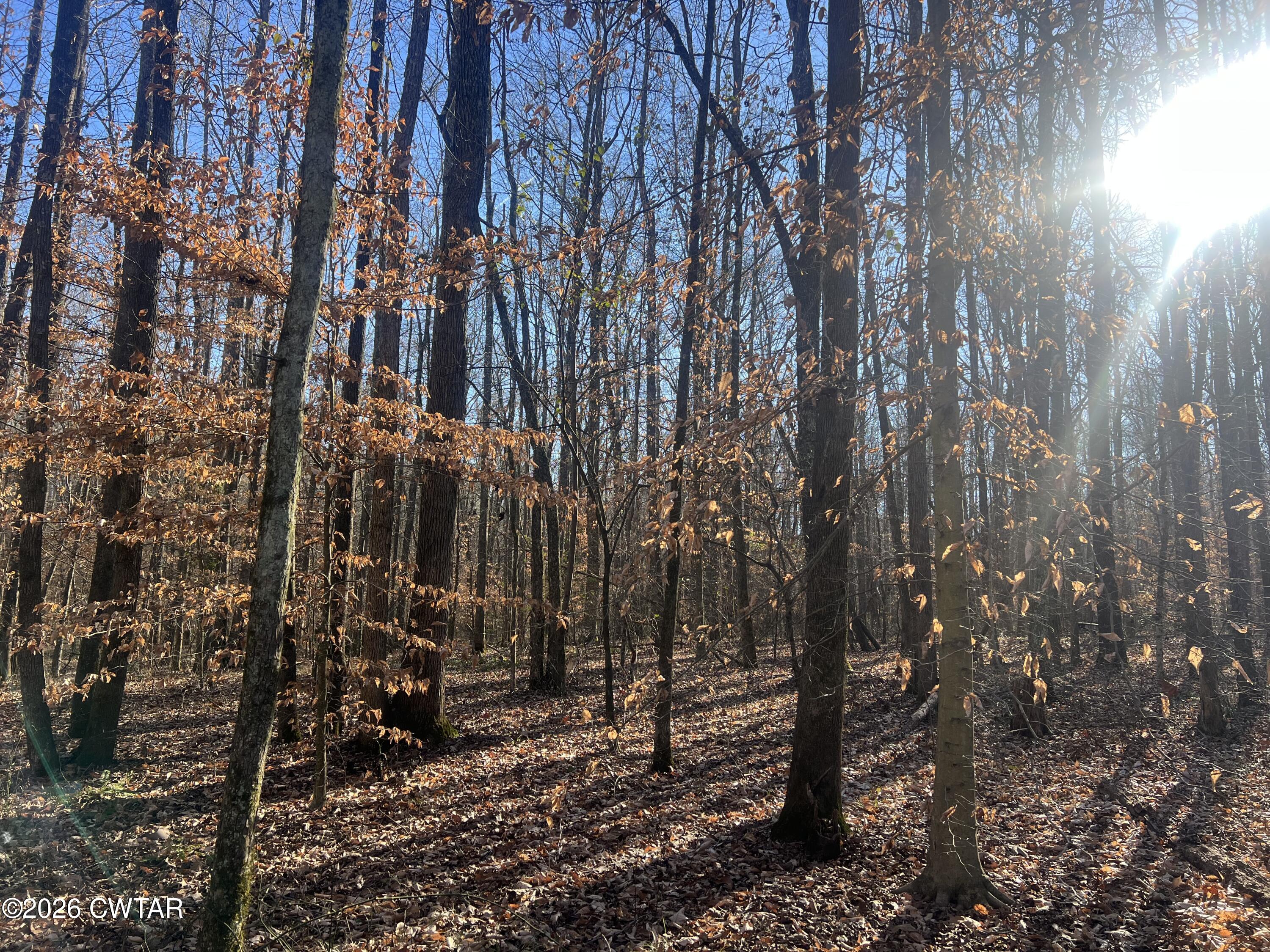 0 Excalibur Trail Cedar Grove, TN 38321 - Photo 6 of 17 a view of a forest with trees