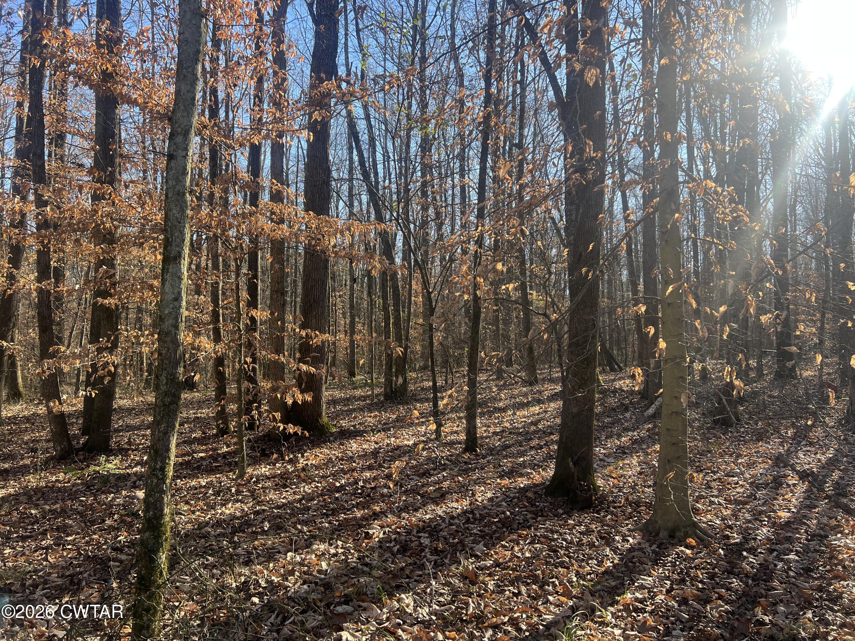 0 Excalibur Trail Cedar Grove, TN 38321 - Photo 7 of 17 a view of a forest with trees