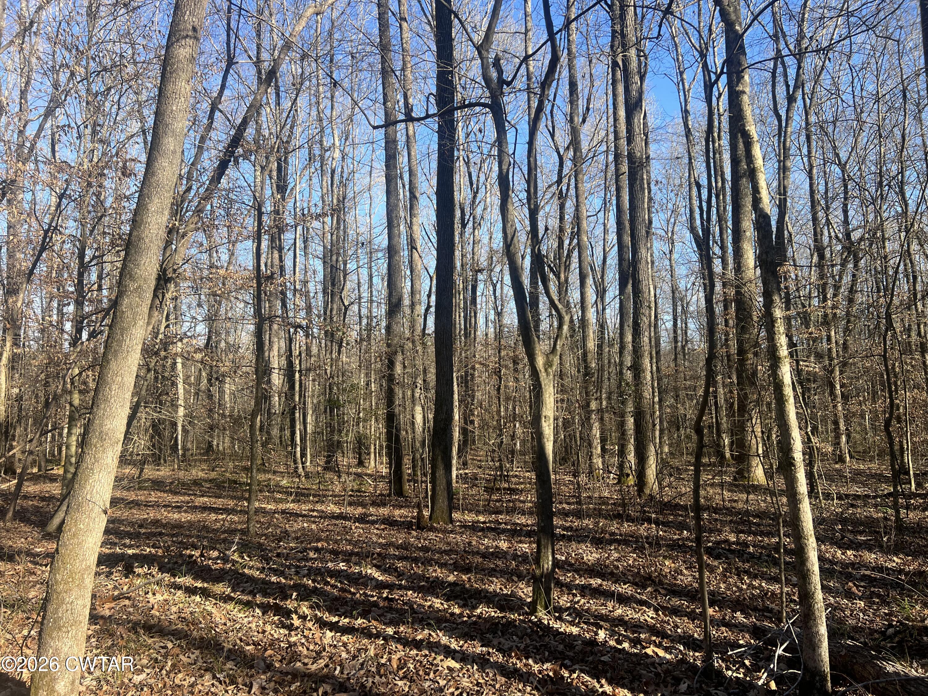 0 Excalibur Trail Cedar Grove, TN 38321 - Photo 8 of 17 a view of a backyard