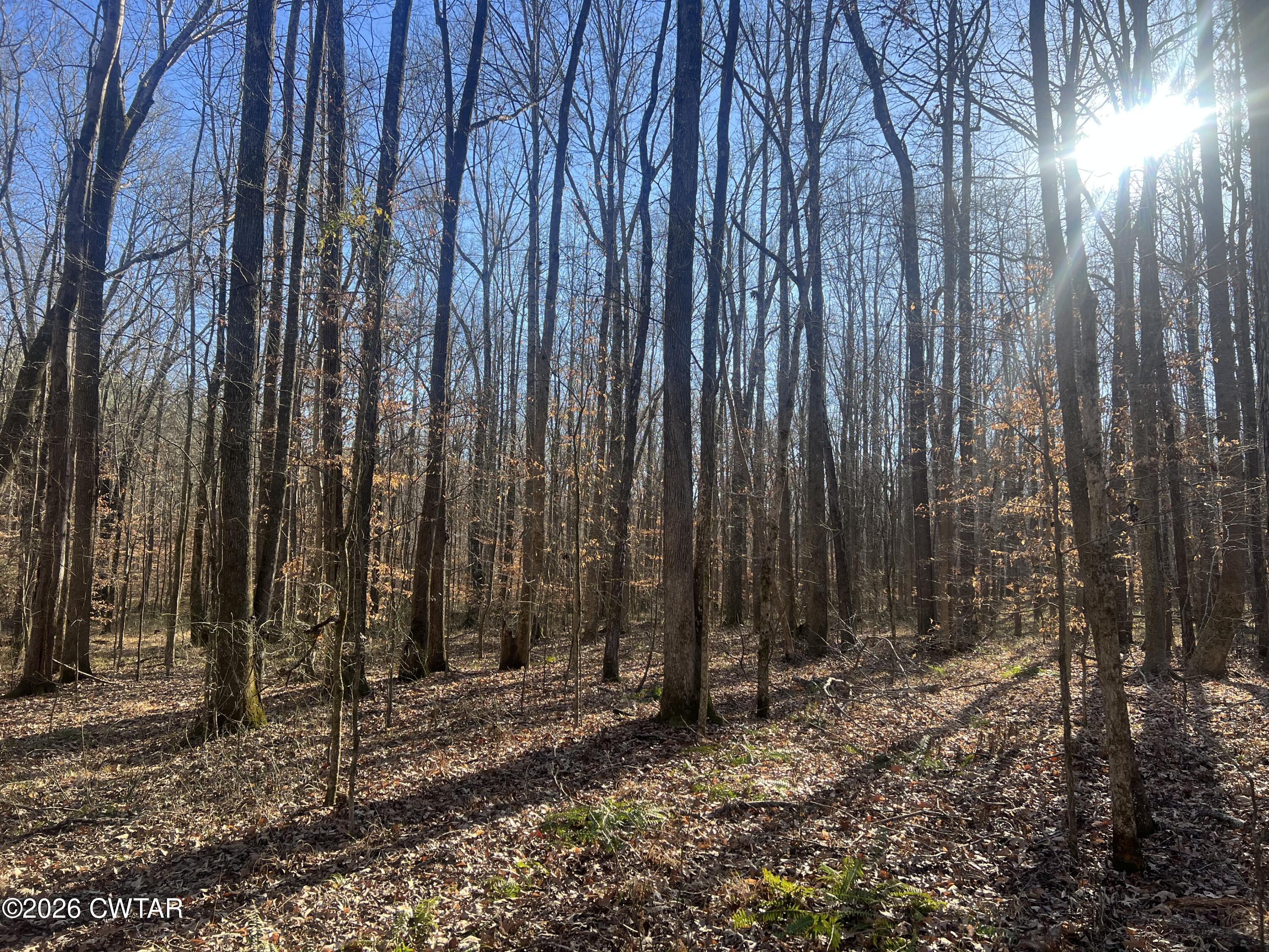 0 Excalibur Trail Cedar Grove, TN 38321 - Photo 9 of 17 a view of a backyard with potted plants