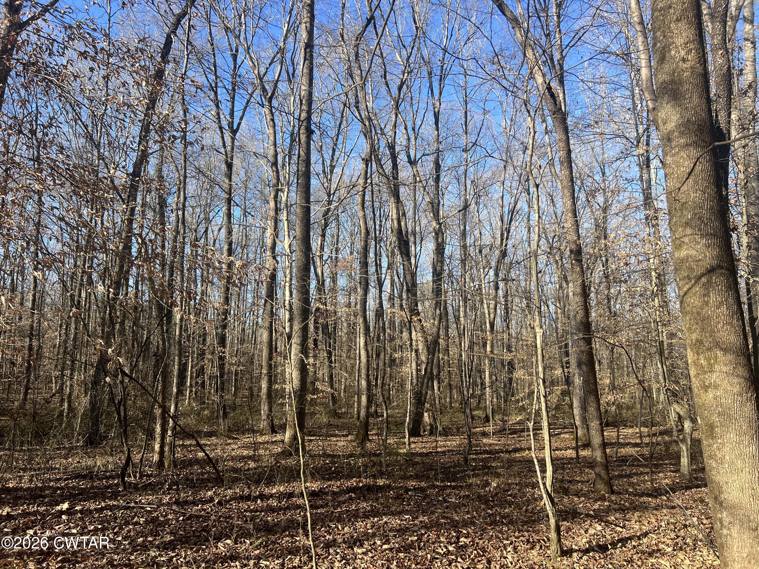 0 Excalibur Trail Cedar Grove, TN 38321 - Photo 10 of 17 a view of a backyard with green space
