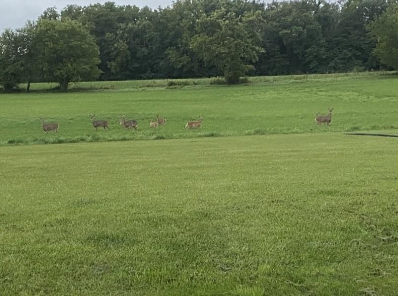 911.41 Melugins Grove Compton, IL 61318 - Photo 62 of 68 a view of a field with a trees in the background