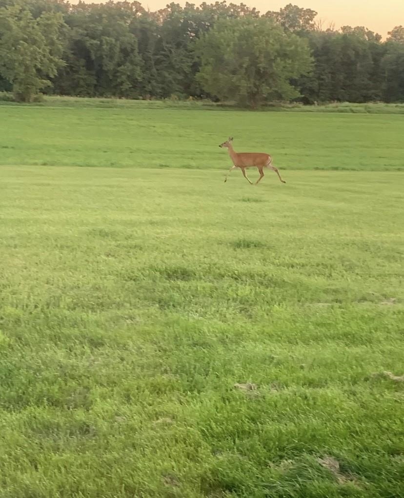 911.41 Melugins Grove Compton, IL 61318 - Photo 63 of 68