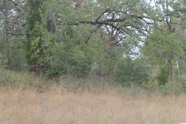 a view of a forest with a tree