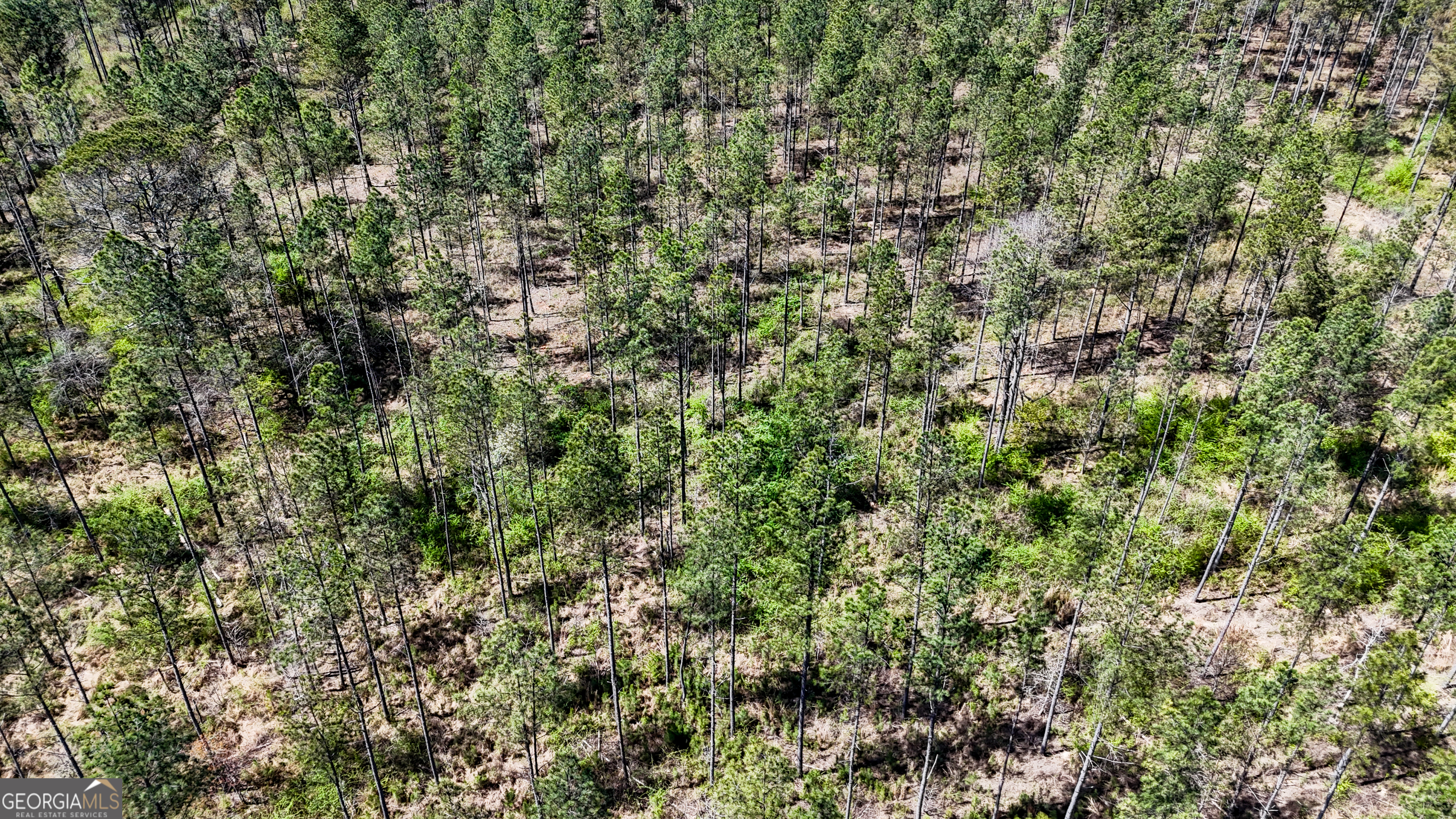 403-acres Youngs Farm Road Cedartown, GA 30125 - Photo 4 of 14