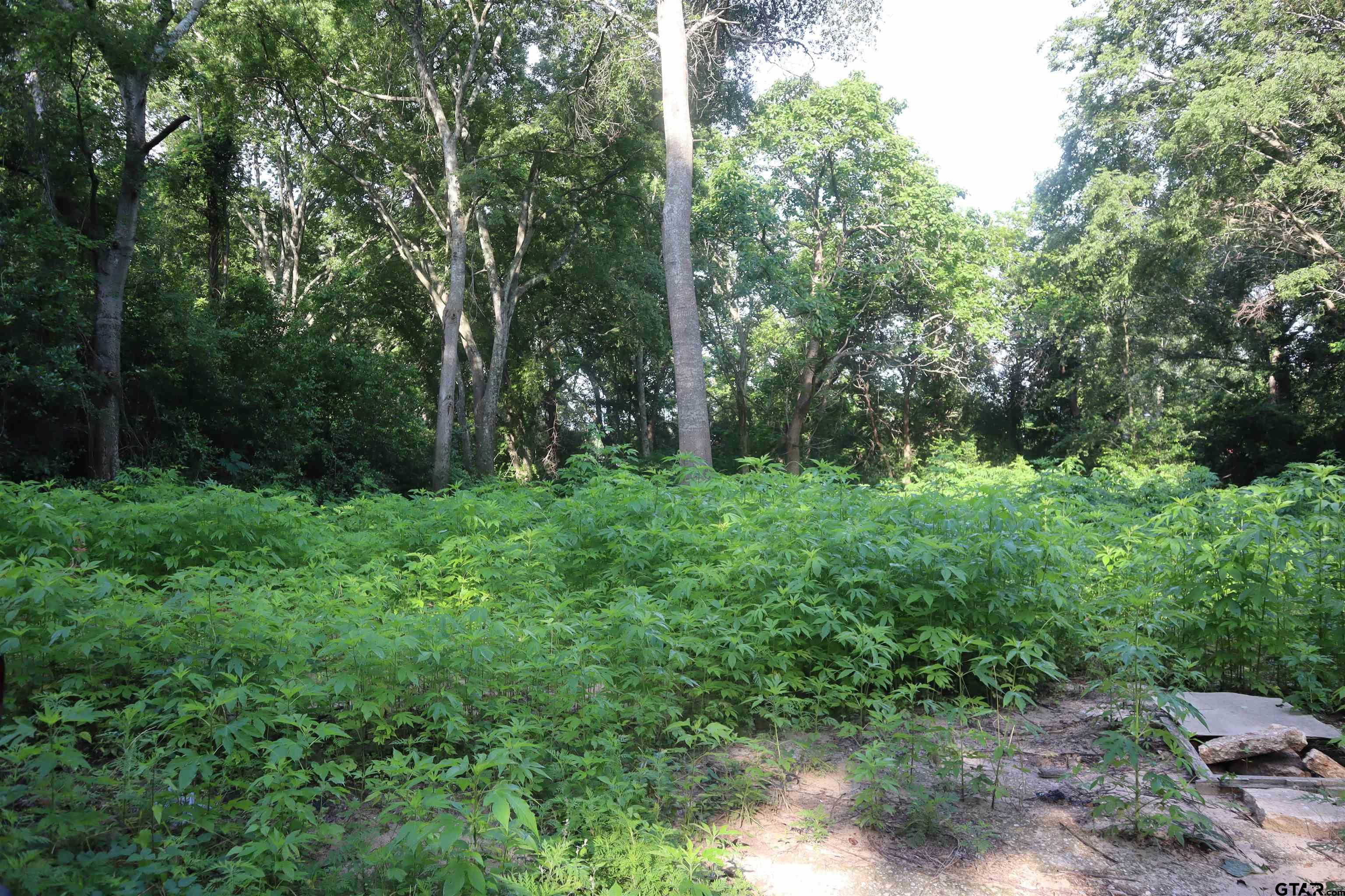 809-815 Boyd Avenue Tyler, TX 75701 - Photo 2 of 5 a view of lush green forest