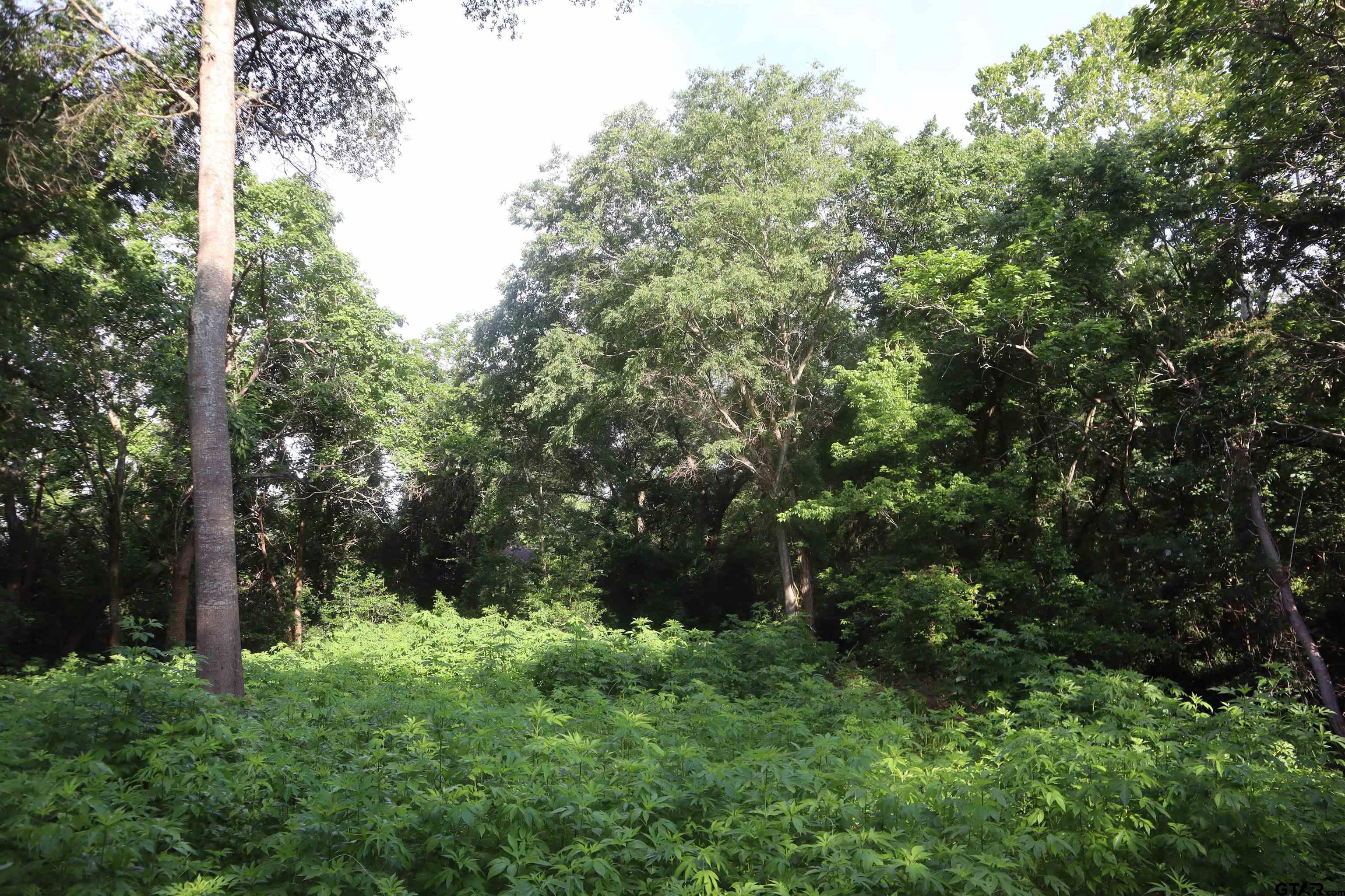 809-815 Boyd Avenue Tyler, TX 75701 - Photo 3 of 5 a view of a lush green forest