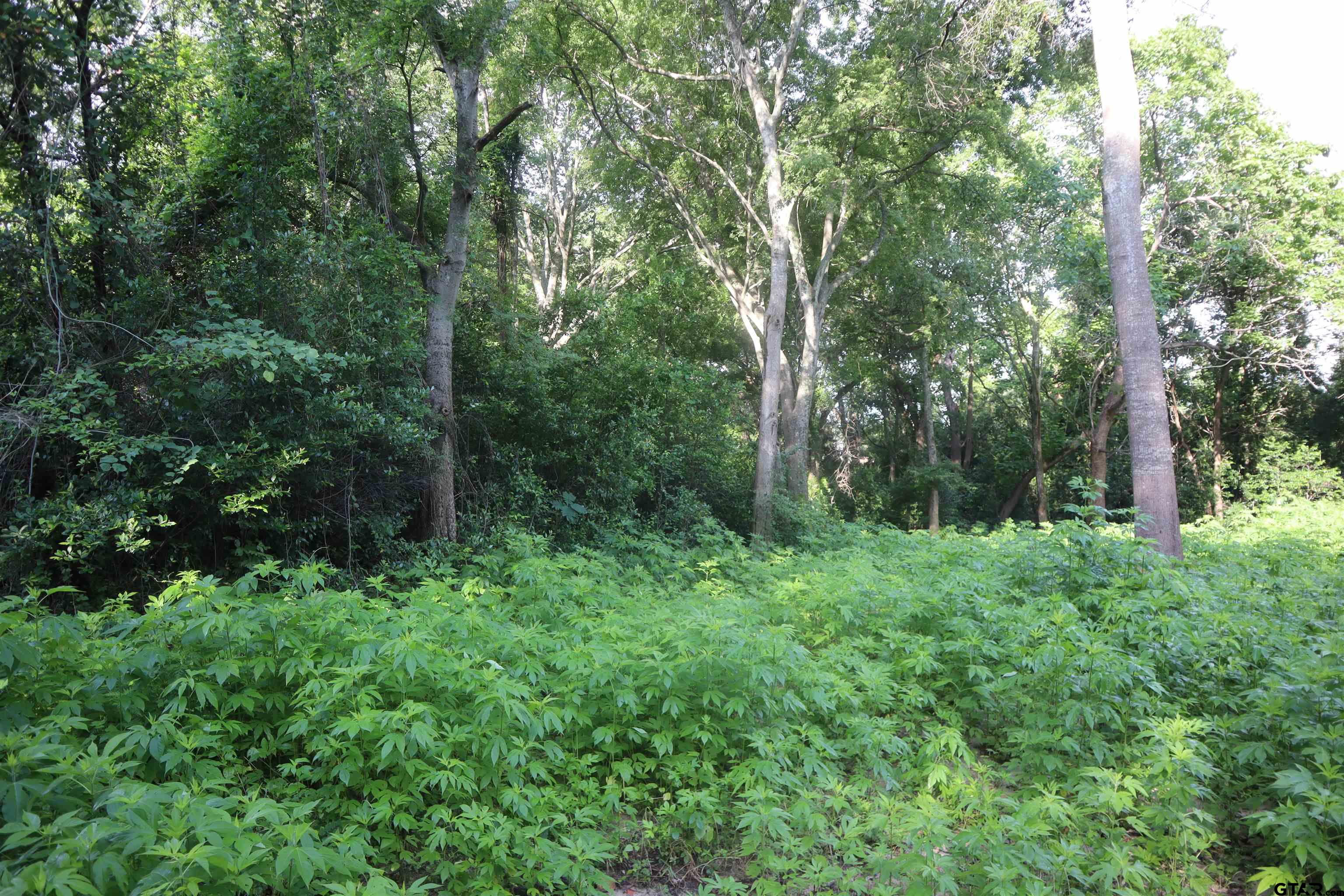 809-815 Boyd Avenue Tyler, TX 75701 - Photo 4 of 5 a view of a lush green forest