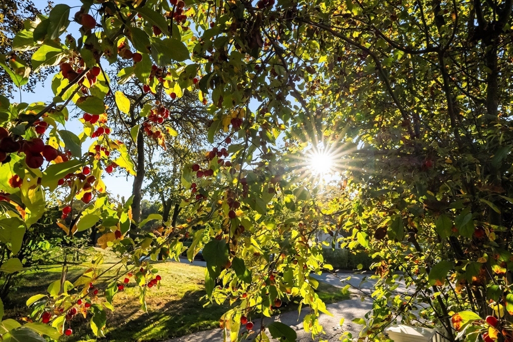 4 Windemere Park Extension Manchester, MA 01944 - Photo 38 of 41 a view of tree