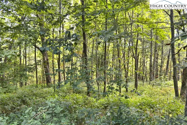 a plant with lots of flowers