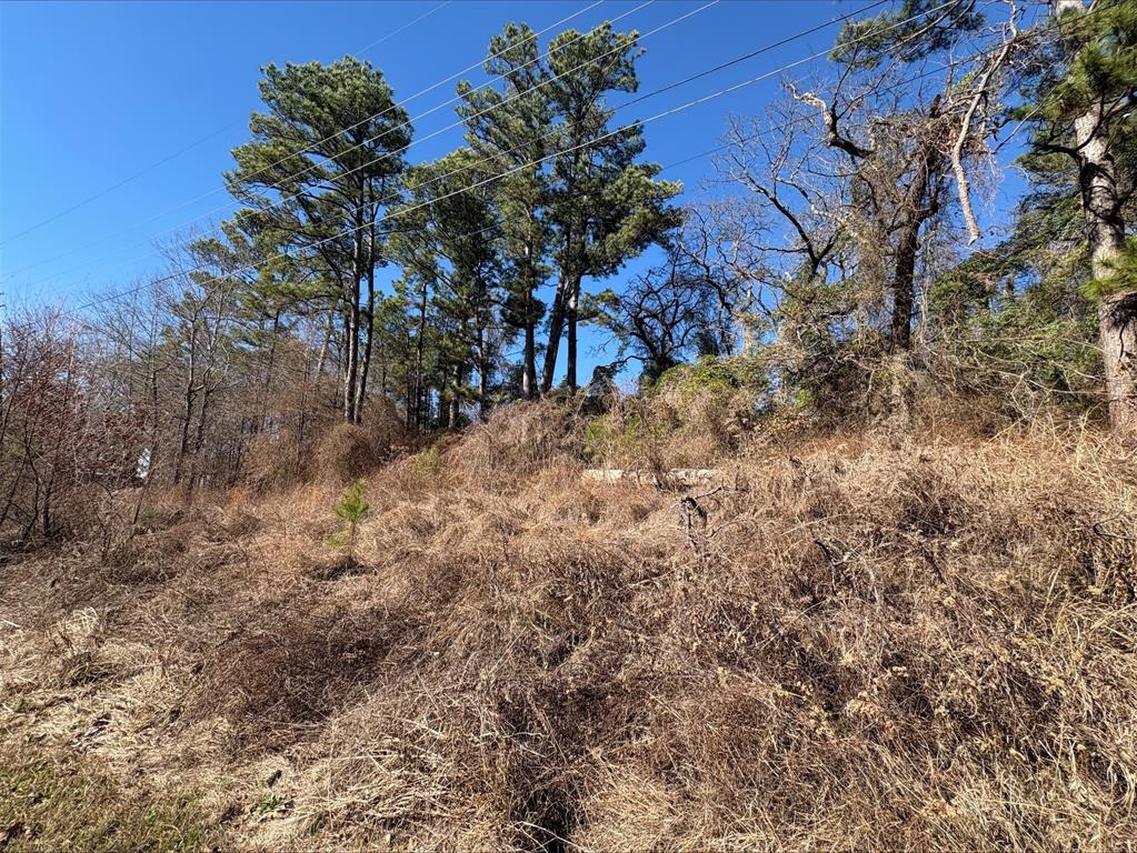 22446 Shady Trail Flint, TX 75762 - Photo 6 of 8 a view of a dry yard with trees