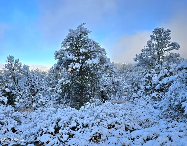 a view of a forest with lots of trees