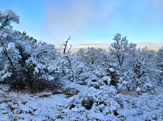 a view of a dry yard with lots of bushes