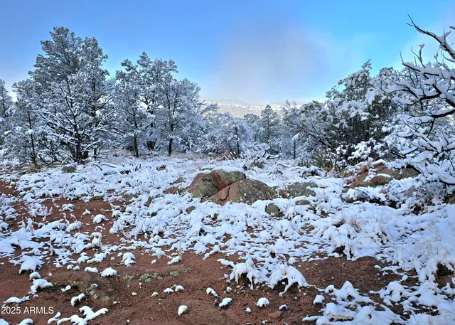 a view of a dry yard with trees in the background