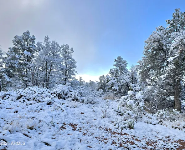 a view of a dry yard with trees and bushes