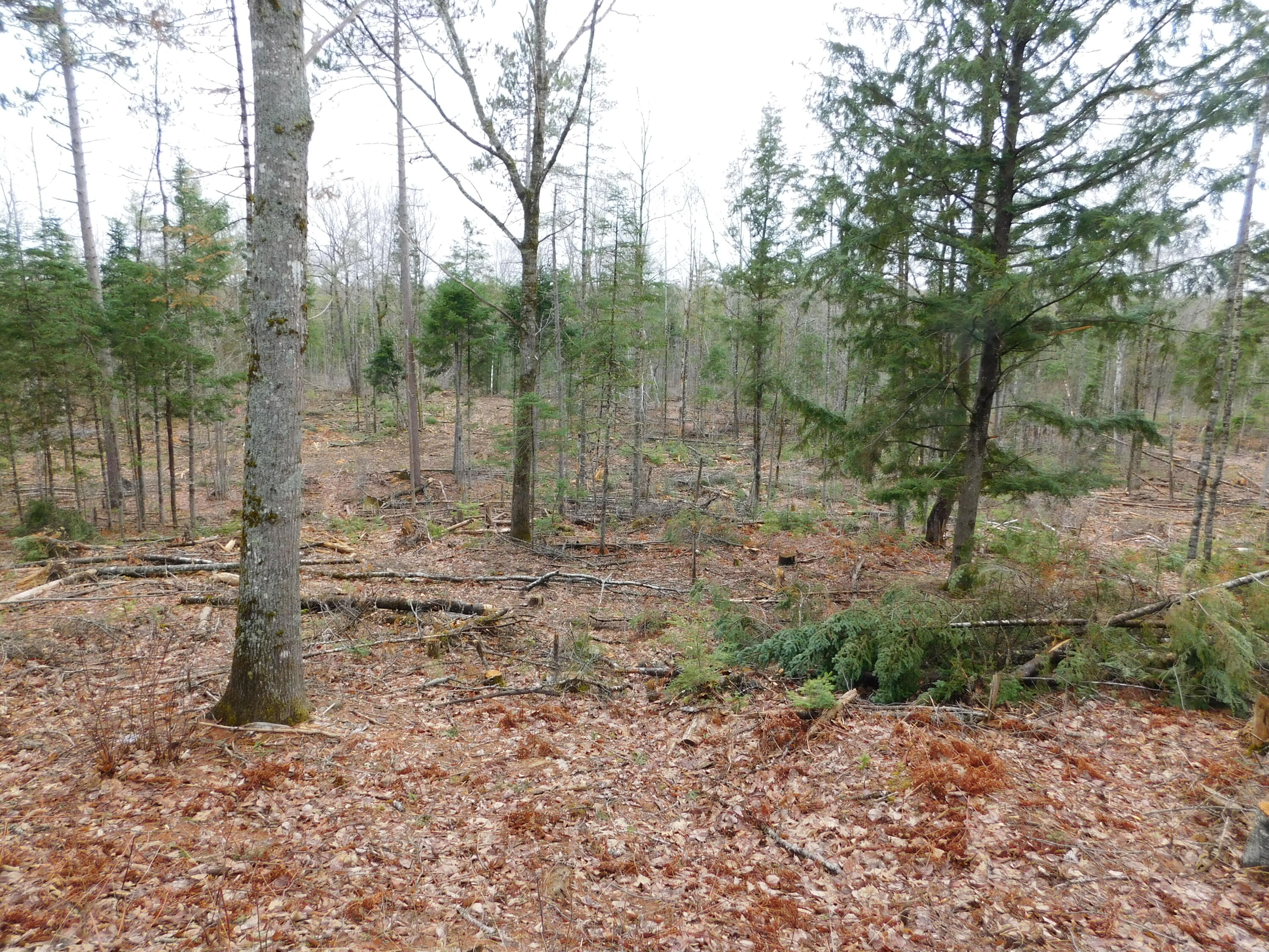Lot # Spring Bridge Road Greenbush, ME 04418 - Photo 6 of 6 DSCN0483