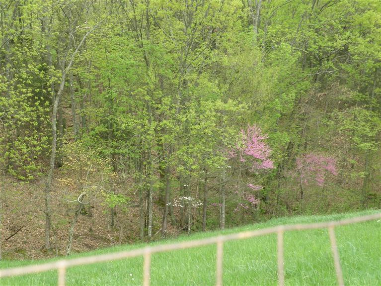 360 Leaning Oak Road Corinth, KY 41010 - Photo 24 of 25
