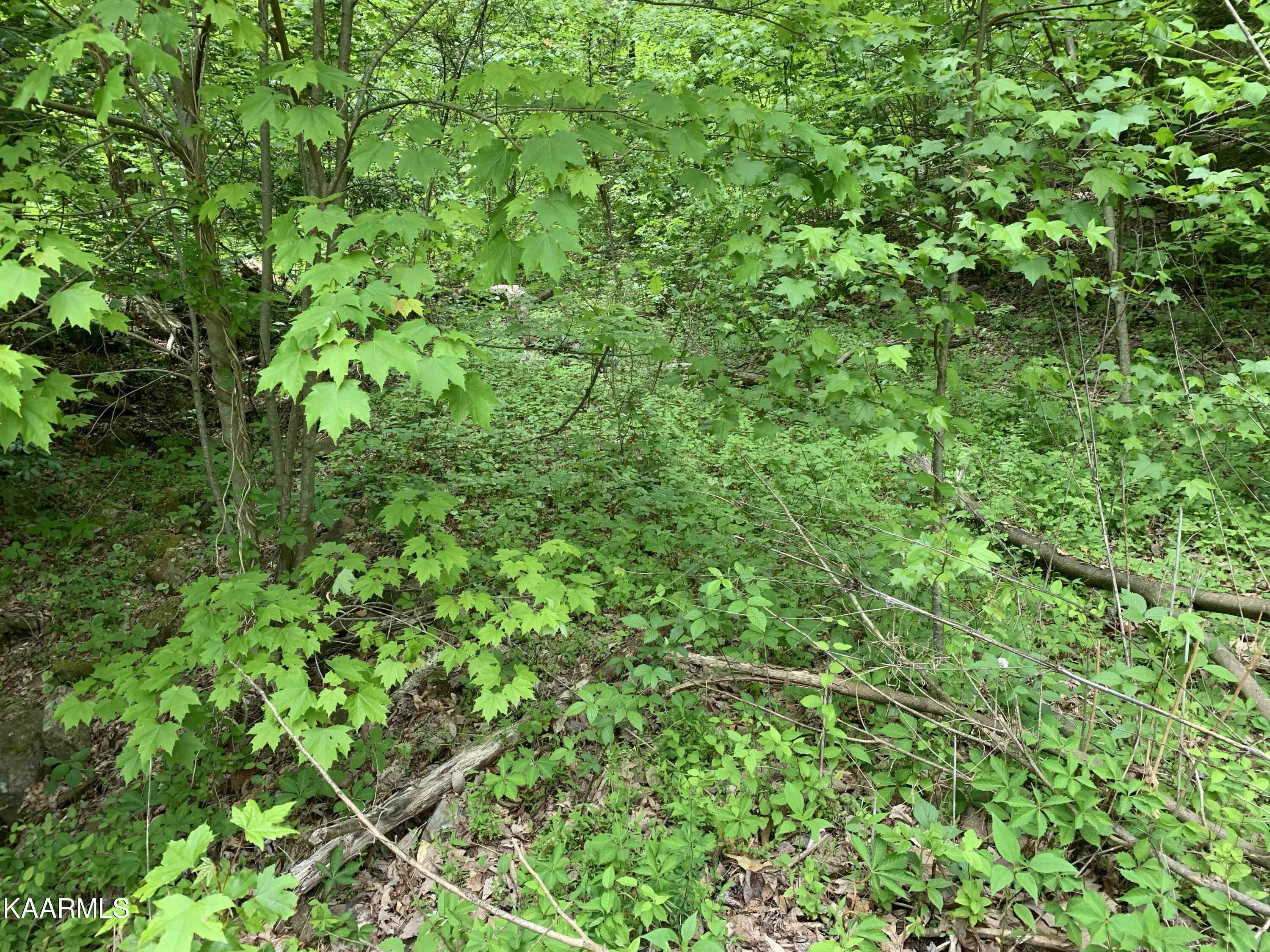 Cleared path to see more