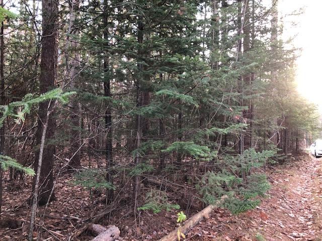 492 Front Ridge Road Penobscot, ME 04476 - Photo 3 of 13 Fir Hedge