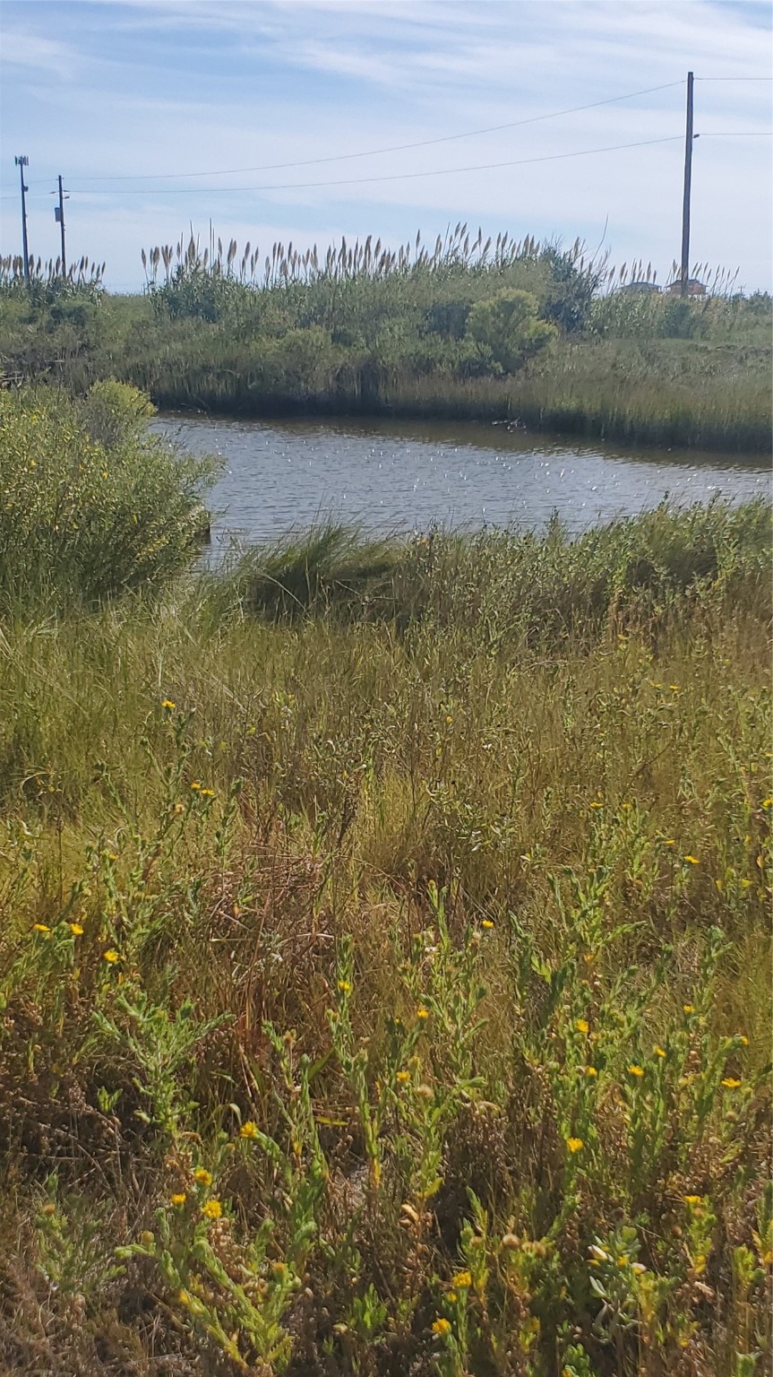 a view of lake with green space