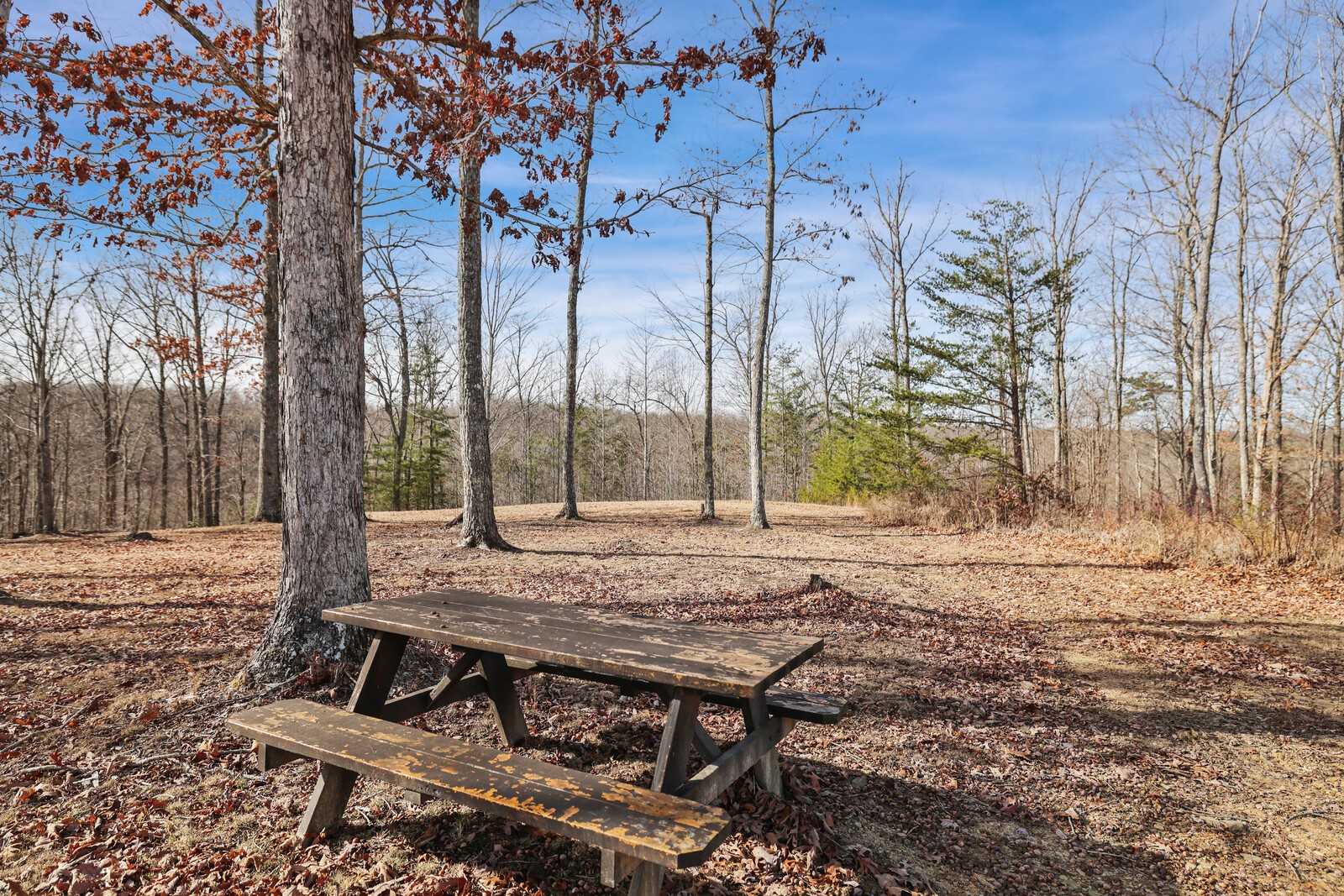 30195 White Oak Road Crawford, TN 38554 - Photo 47 of 54 a view of a backyard with large trees