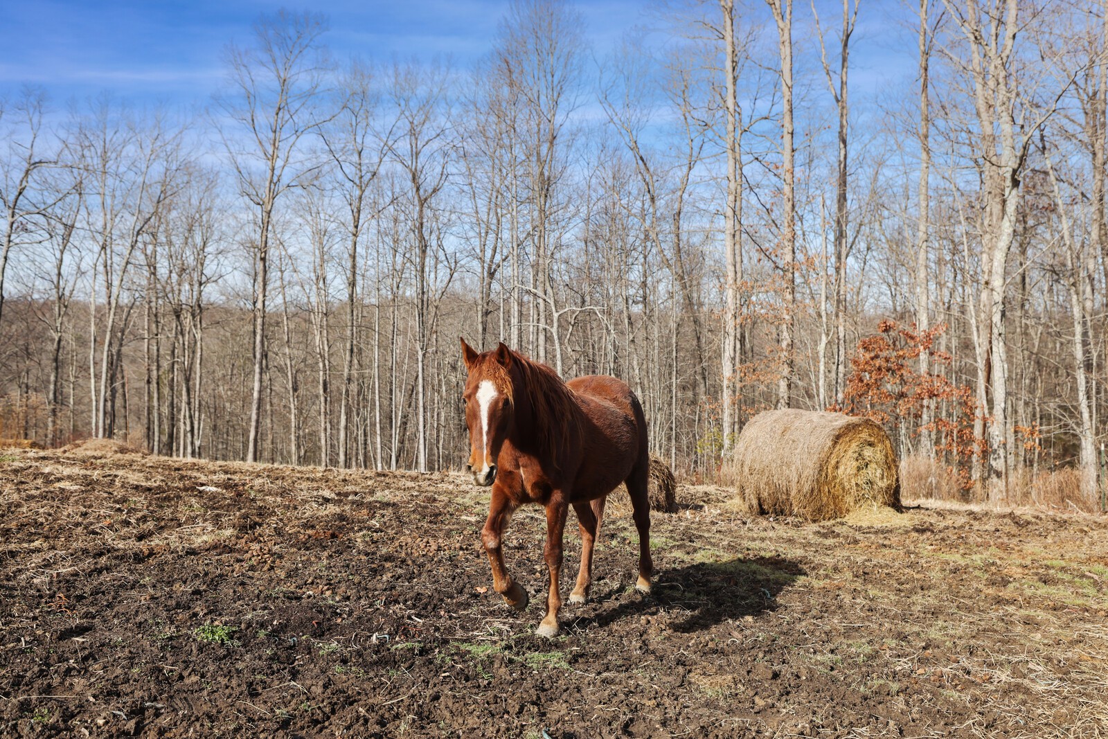 30195 White Oak Road Crawford, TN 38554 - Photo 52 of 54 a view of a backyard of the house