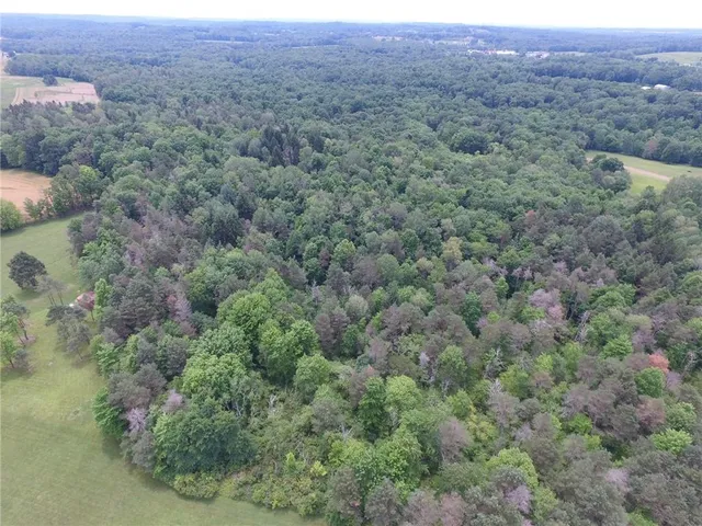 an aerial view of forest